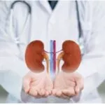 kidney