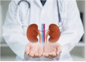 kidney