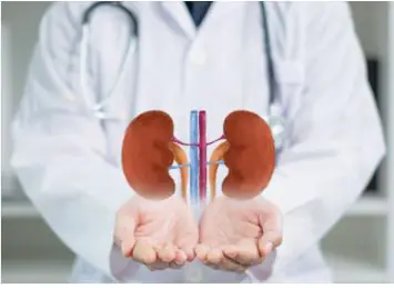 kidney